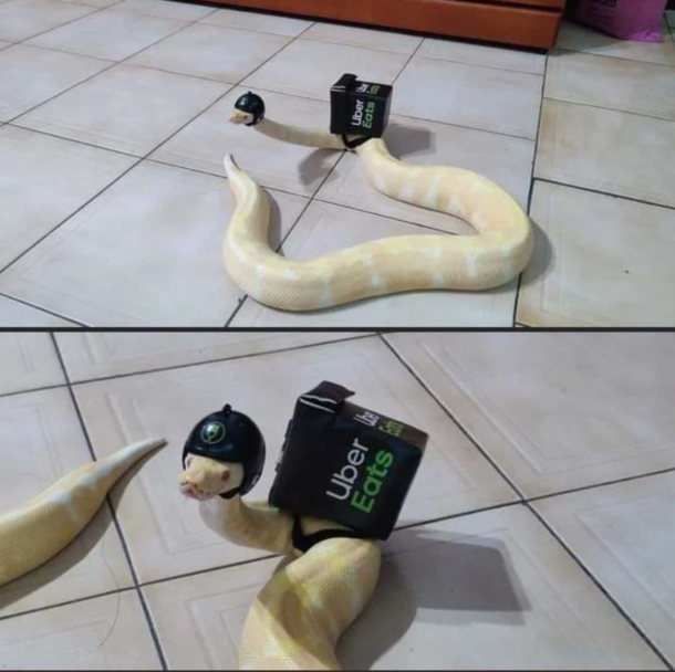 I ordered Uber eats not a snake so hes mine now not oc