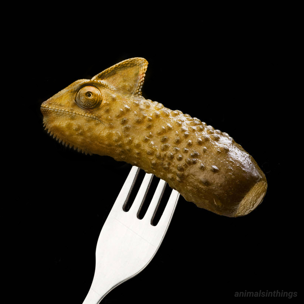 I photoshop animals into things Today I photoshopped a chameleon into a pickle