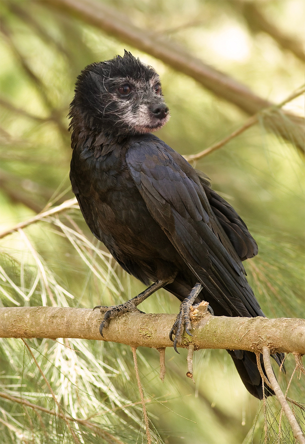 I photoshopped a bird and a dog together