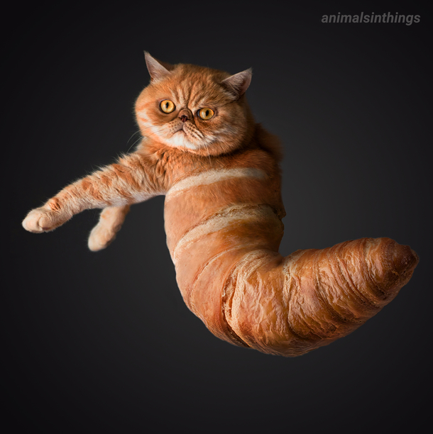 I photoshopped a cat into a croissant for you