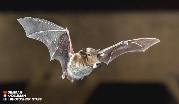 I photoshopped a cow and a bat