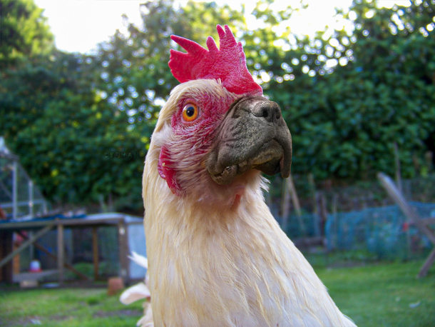 I photoshopped a dog and a chicken together