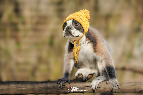 I photoshopped a dog and a lemur