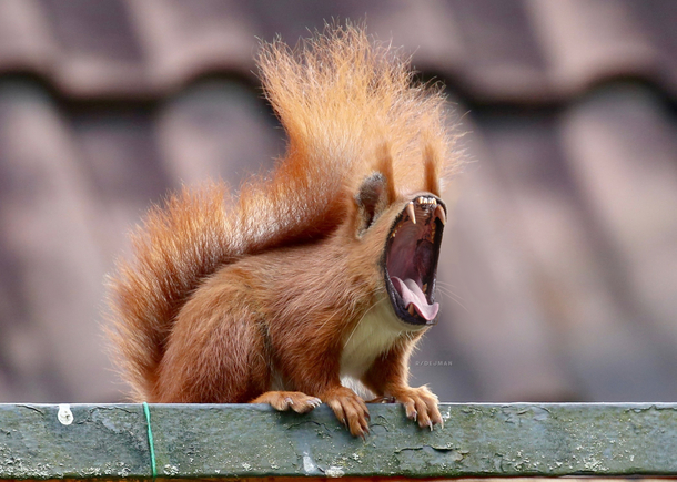 I photoshopped a lion and a squirrel