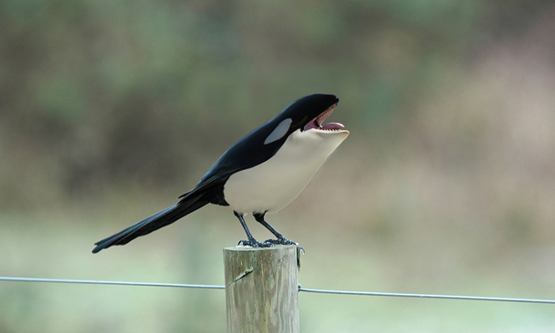 I photoshopped a magpie and a killer whale together