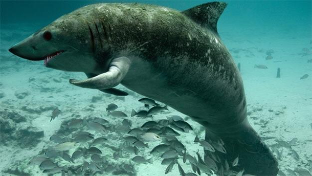 I photoshopped a shark and manatee together and he is my son my legacy my prodigy the Manatark