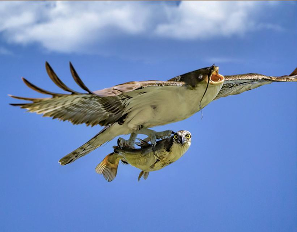 I photoshopped an osprey and a fish