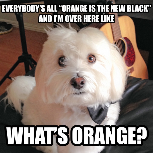 I Present To You Clueless Pooch