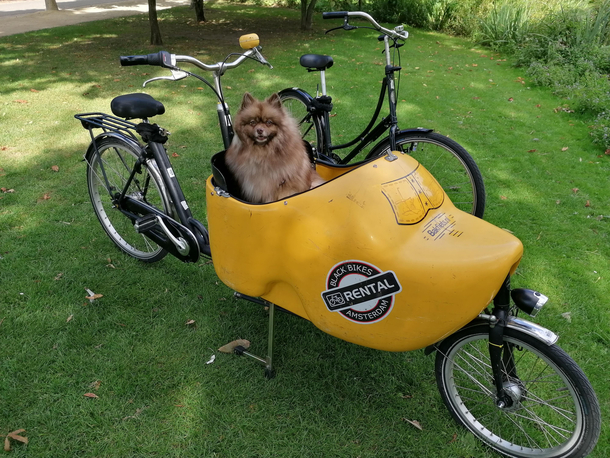 I present to you dog in a clog