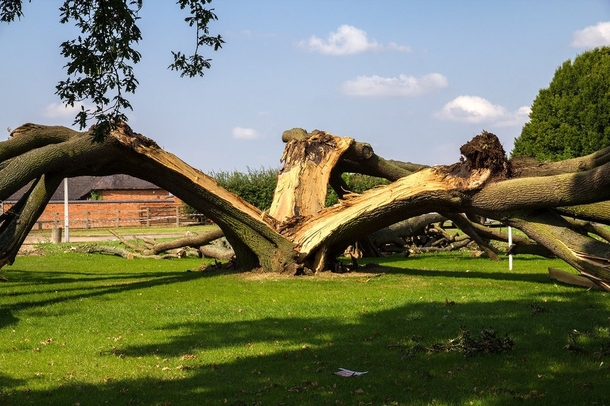 I present you OAKTOPUS