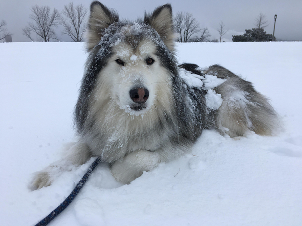 I promise he loves the snow 