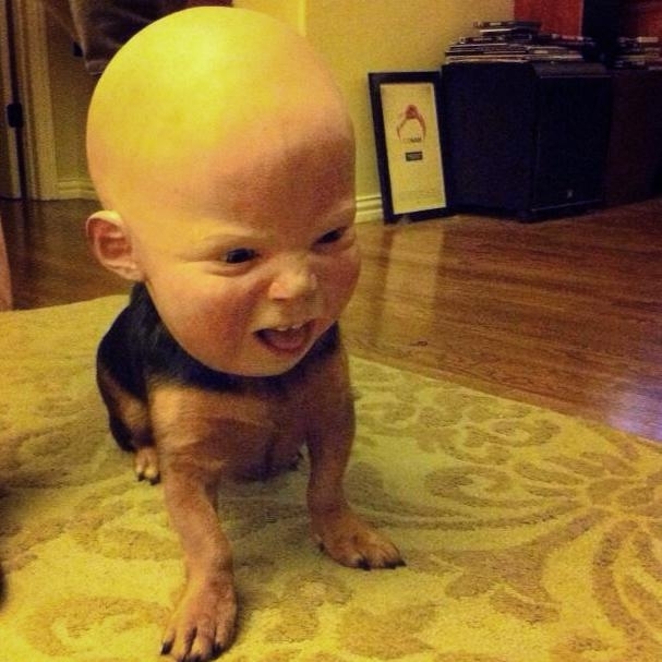 I put a Halloween mask on my dog