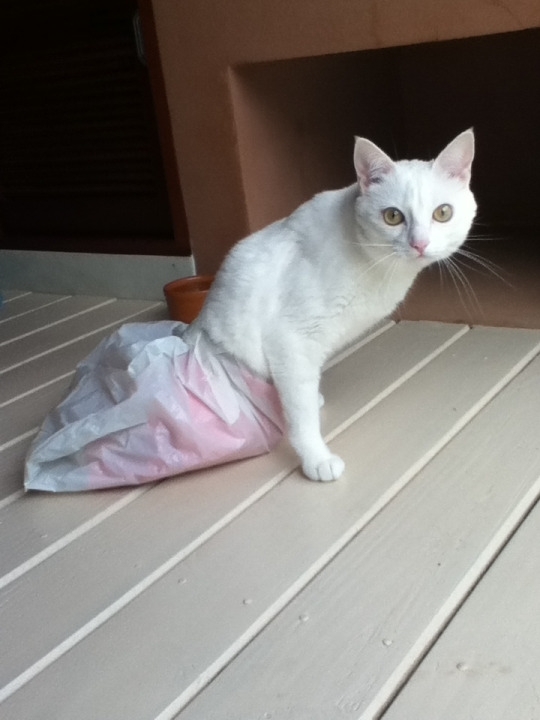 I put a plastic bag on my paraplegic cat Elsa so she can explore outside and keep her diapers and pants dry on wet days