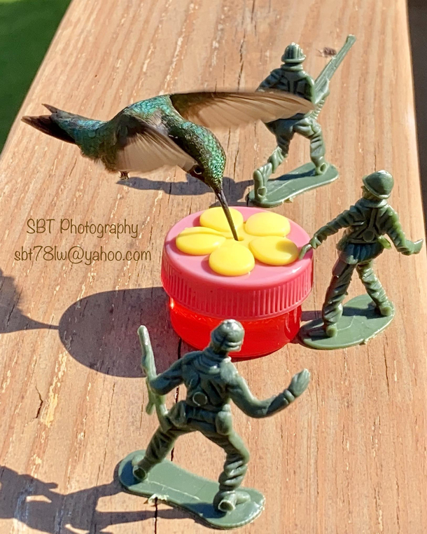 I put army men and other silly props next to my hummingbird feeder Heres one of many results OC