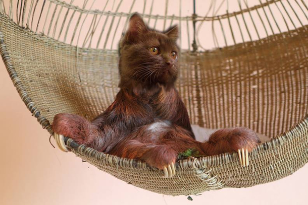 I put cat heads on sloths years ago for a friend came across them again so I thought Id share the best looking one