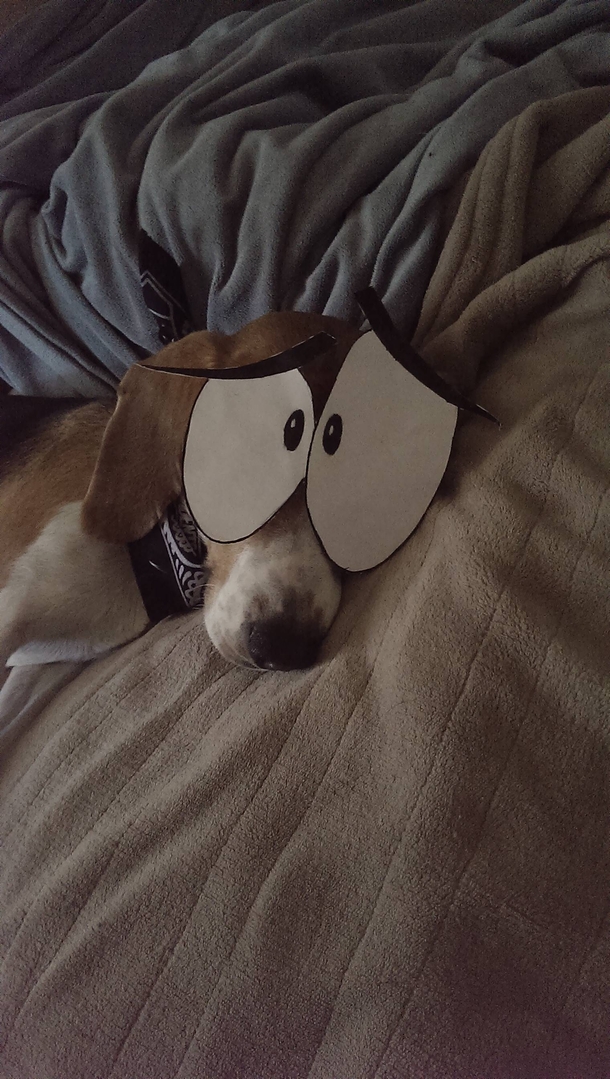 I put sad eyes on my housemates dog Reminds me of Courage 
