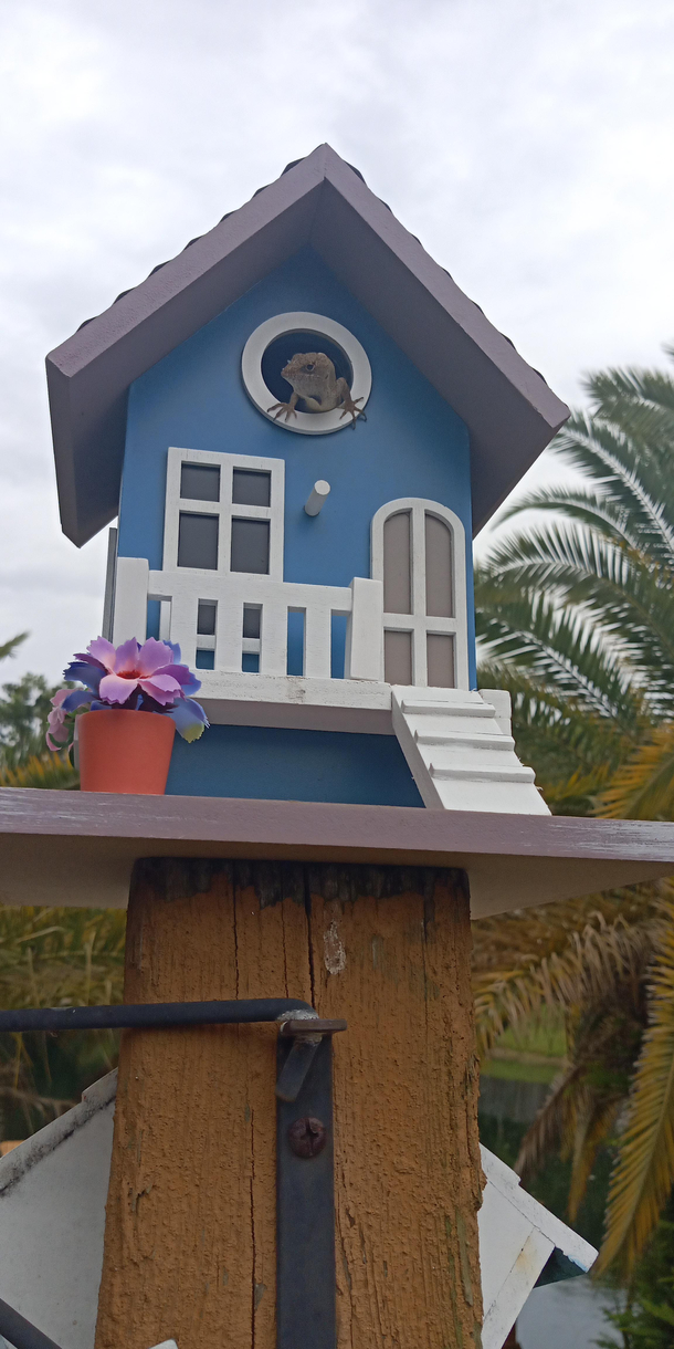 I put up a new birdhouse and got a tenant right away Funny looking bird though