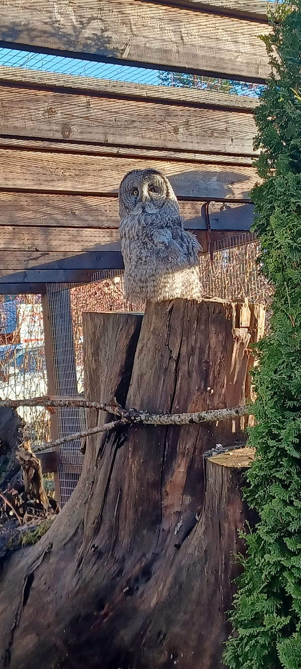 I quite fancy this owls mustache Very clean cut and dignified Glorious you could say