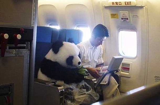 I raise you one first class panda bear