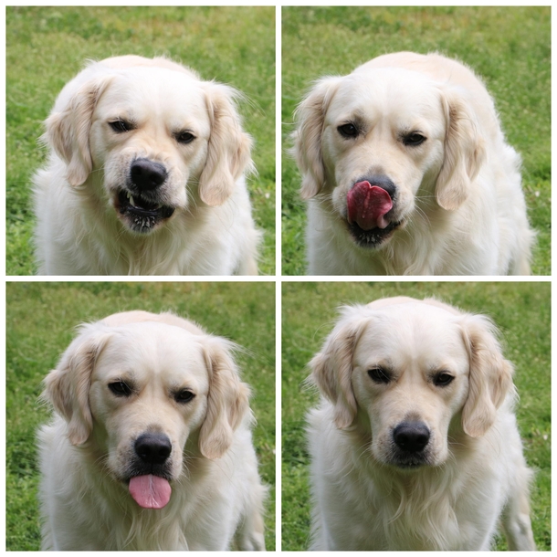 I really wanted a photogenic dog but I doubt he enjoys having his photo taken