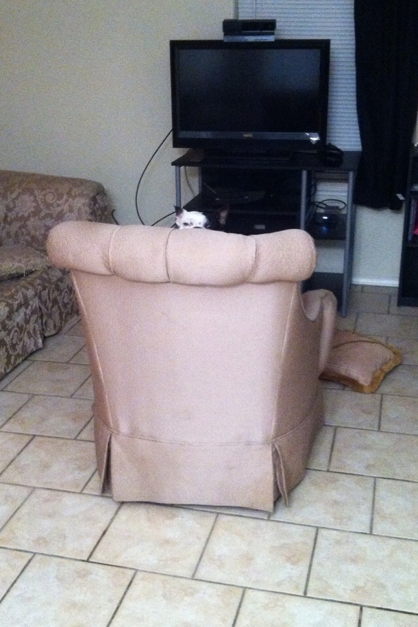 I recently moved in with my GF and her dog I dont think he trusts me