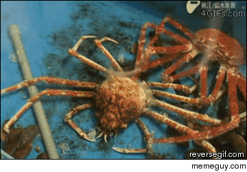 I regret reversing that crab molting gif