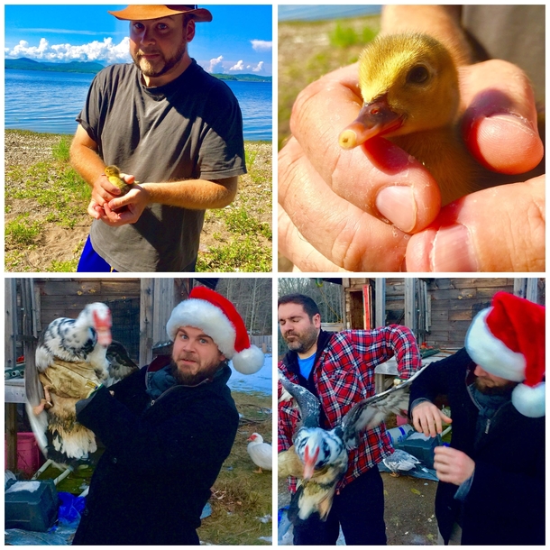 I rescued a baby duckling this summer and gave it to my neighbours Im glad to report that its now all grown up doesnt recognize me and is hyper aggressive