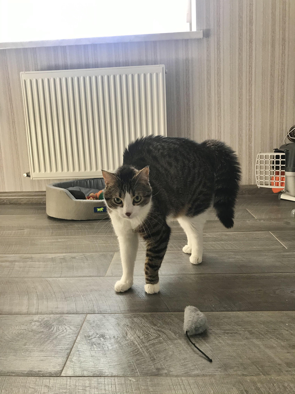 I said no camera