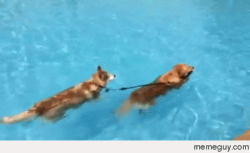 I said out of the pool NOW