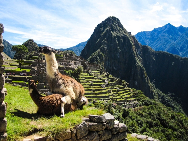 I saw a llama on Machu Pichu too