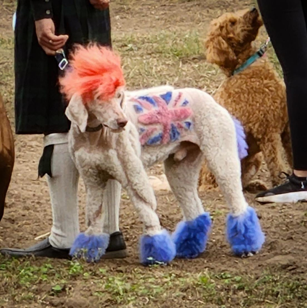 I saw an interesting dog today at the Renaissance Festival