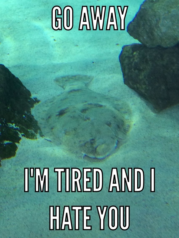 I saw my spirit animal at the aquarium