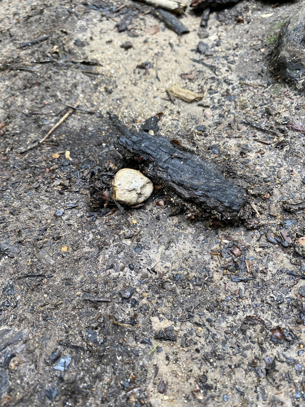 I saw this funny looking rock on my walk today