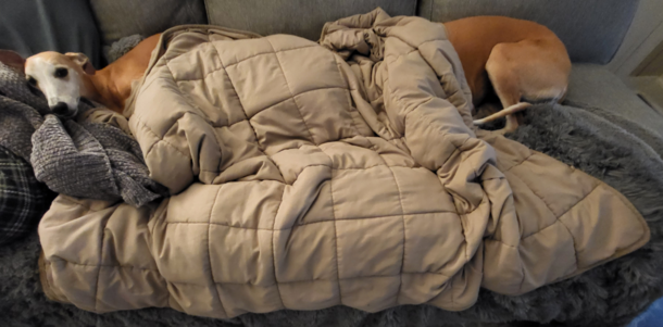 I saw this the first thing I woke it took me a minute to realize no I didnt have one extra long dog My  dogs were under the covers