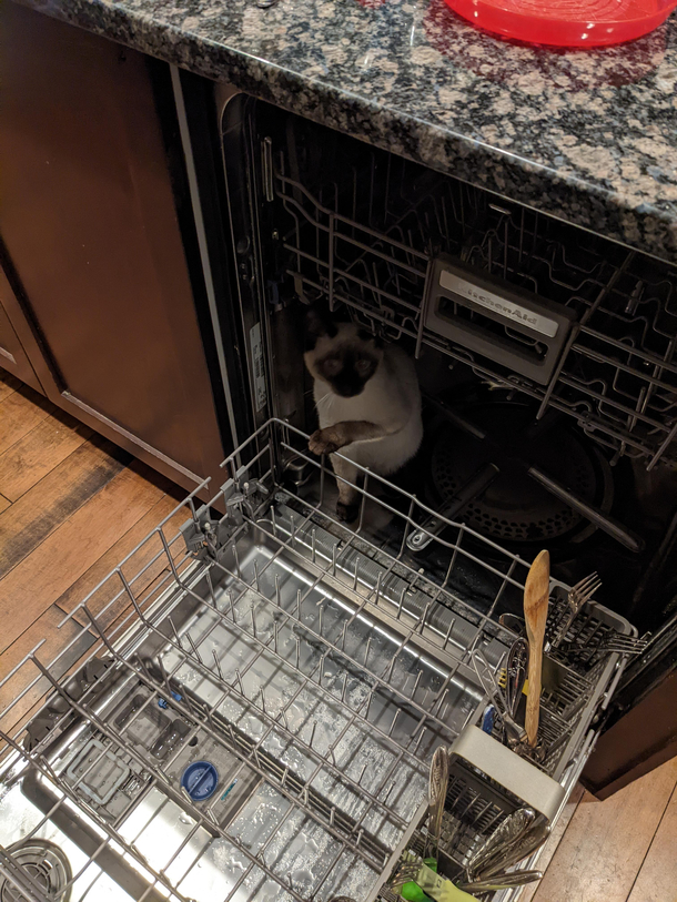 I see Miso helping with the dishwasher Mr Squee also enjoys the dishwasher