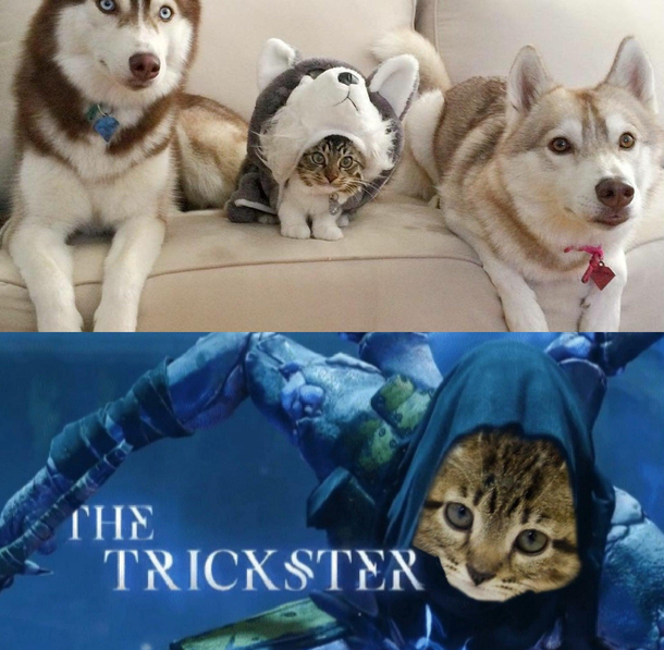 I see  normal dogs