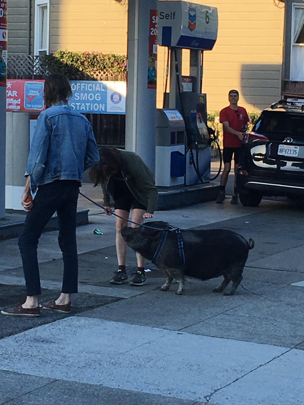 I see this guy walking his pig all the time Near haightashbury in San Francisco