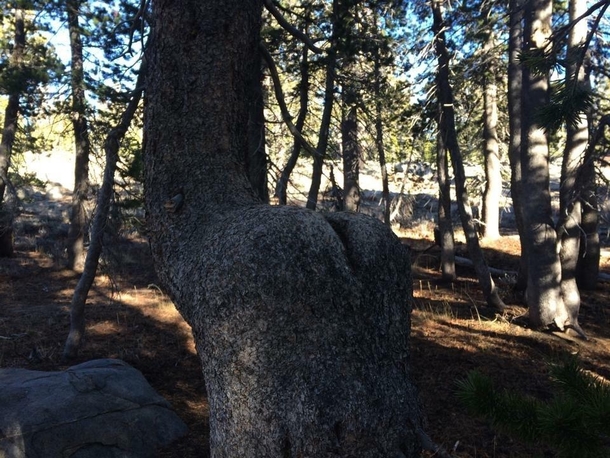 I see your fuck you tree and give you a hey fuck me tree