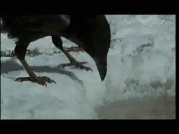 I see your moderately intelligent crow and raise you a raven
