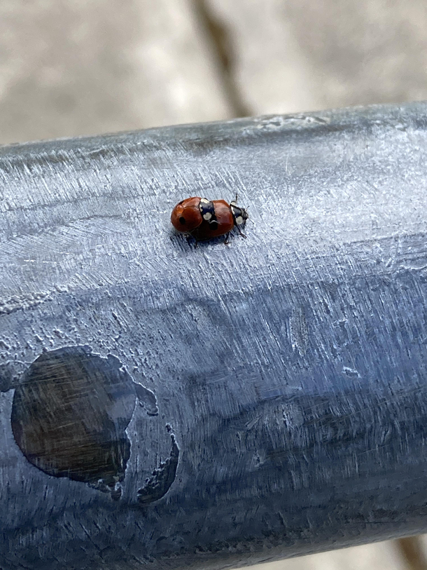 I see youre ladybug video and I raise to you my ladybug picture