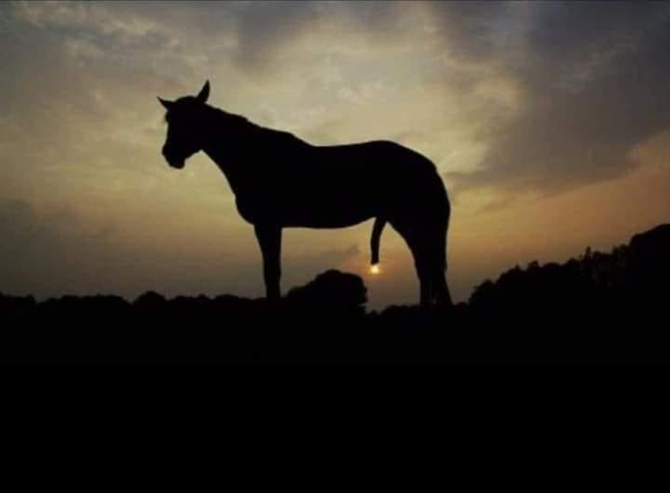 I sell a horse with an integrated lantern