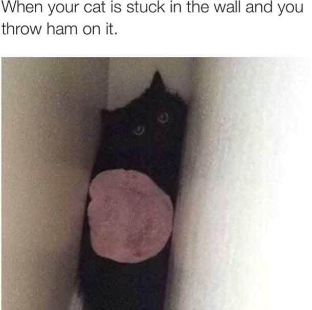 I shouldnt be laughing this hard