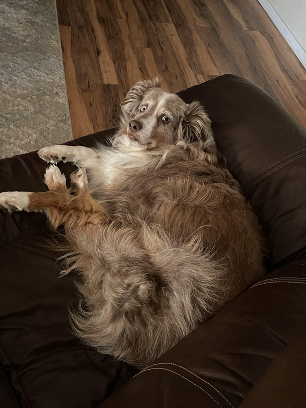 I sneezed next to my dog awaking him from his mid day slumber This is the look of disapproval I got