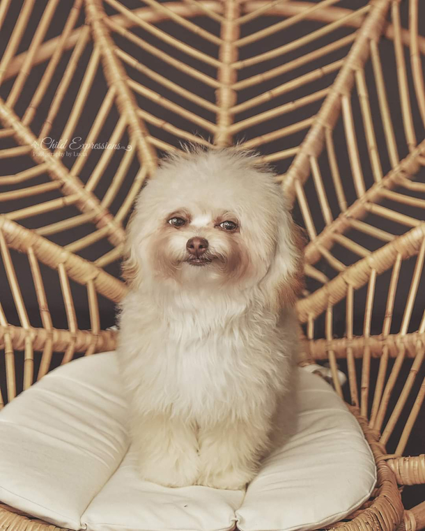 I spotted this incredibly smug looking dog on a pet photography fb group 