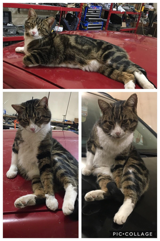 I started out as a shop cat but as a car model I was a natural