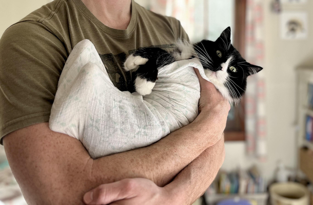 I swaddled my cat today He didnt hate it