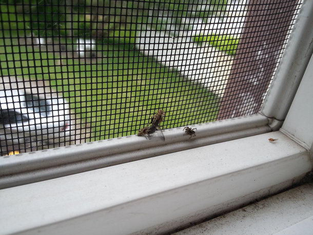 I swatted a fly and tossed it to a jumping spider that lives in my bathroom window because hes a good spiderbro I came back to find out he wasnt the only one and I may have started asituation