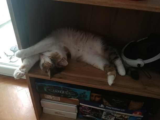 I swear cats are made of some unearthly material