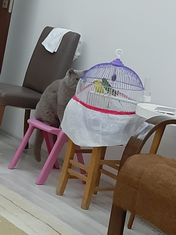 I Tawt I Taw a Puddy Tat