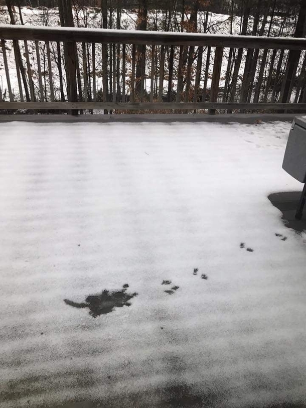 I think a squirrel fell off my roof